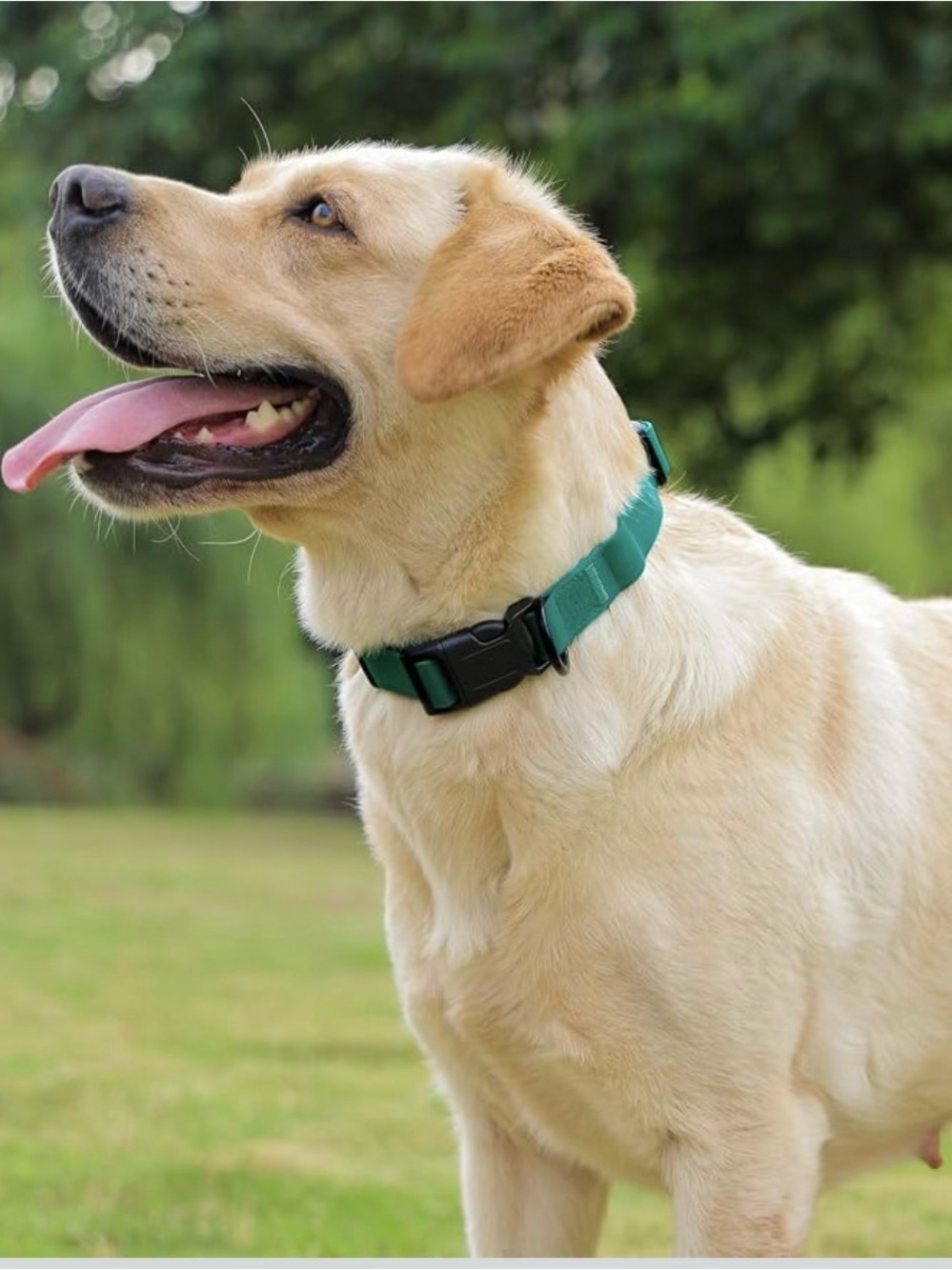 Dog Collar Waterproof